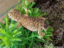 xenagama taylori - baby ;)