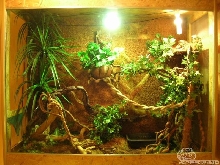 Water dragon terrarium