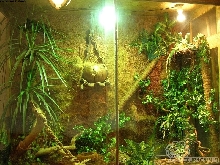My water dragons terrarium :)