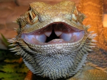Tofik