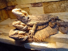 Beardies ;)