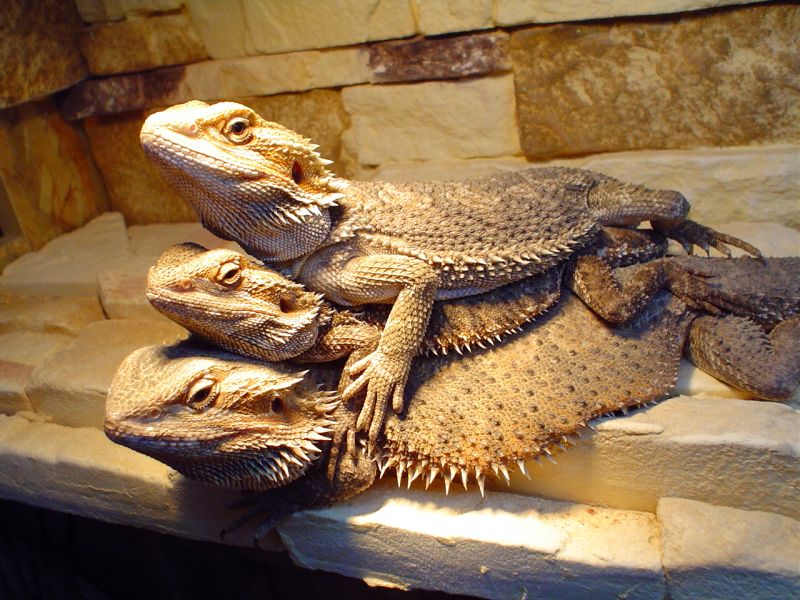 Beardies ;)