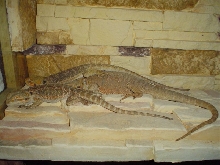Sleeping beardies ;)