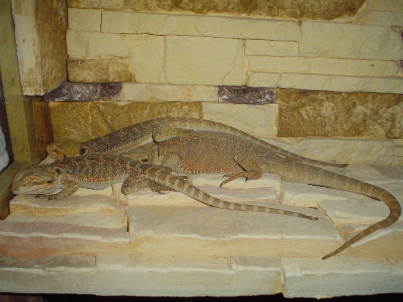 Sleeping beardies ;)
