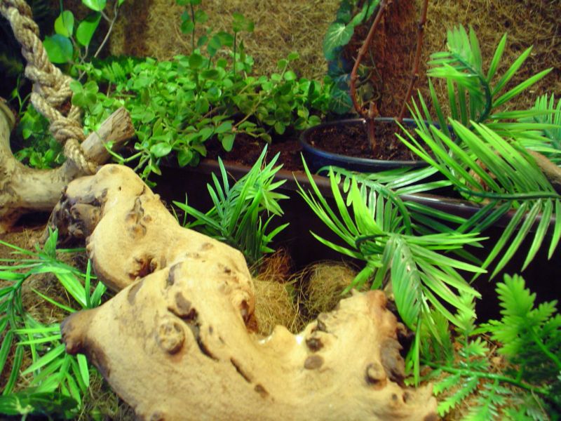 Water dragons and ameivas vivarium