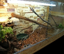 Beardies terrarium