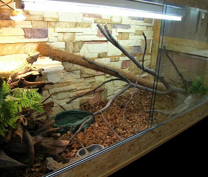 Beardies terrarium