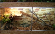 Beardies Terrarium
