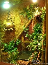 My water dragons terrarium :)