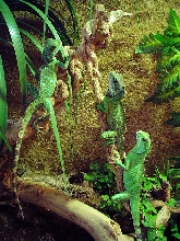 my dragons ;)