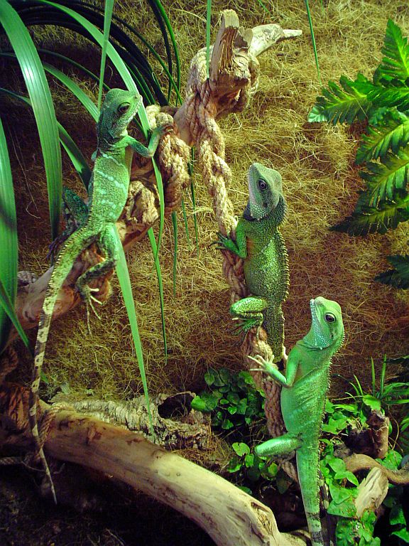 my dragons ;)