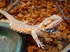 furious beardie