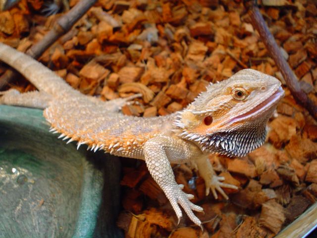 furious beardie