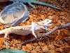 furious beardie ;)