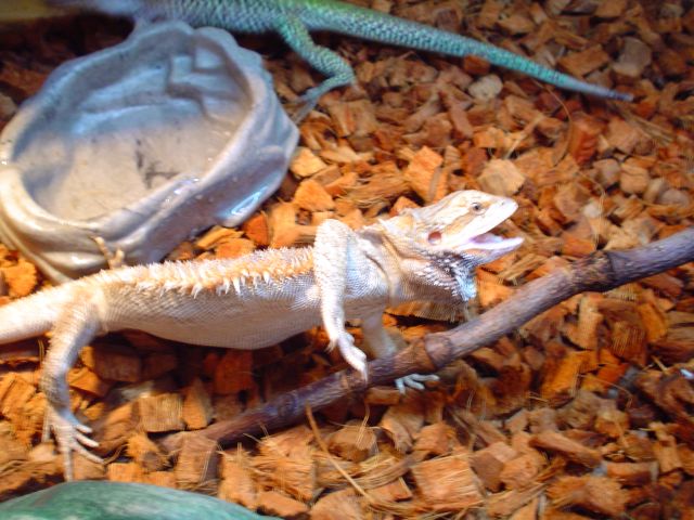 furious beardie ;)