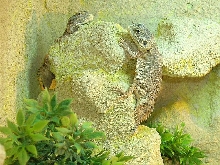 Xenagama taylorii