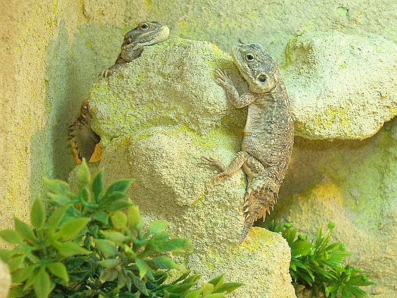 Xenagama taylorii