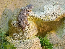 Xenagama taylori