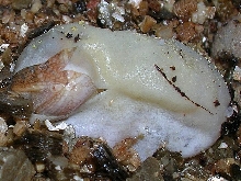 xenagama taylori