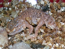New born xenagama taylori