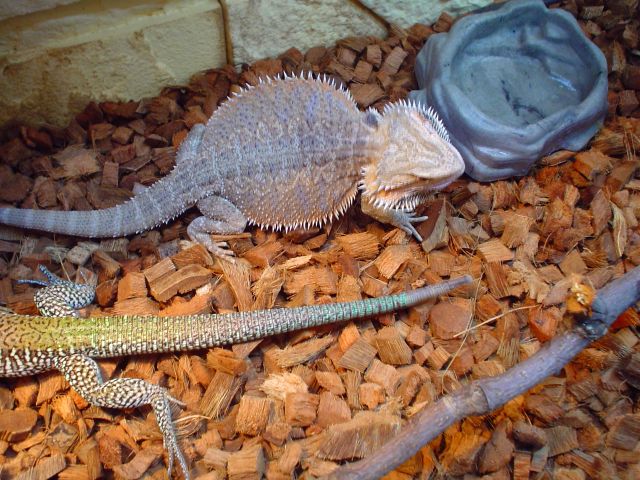 Angry beardie ;)