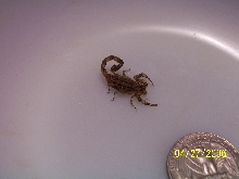 Isometrus maculatus  -  adult female