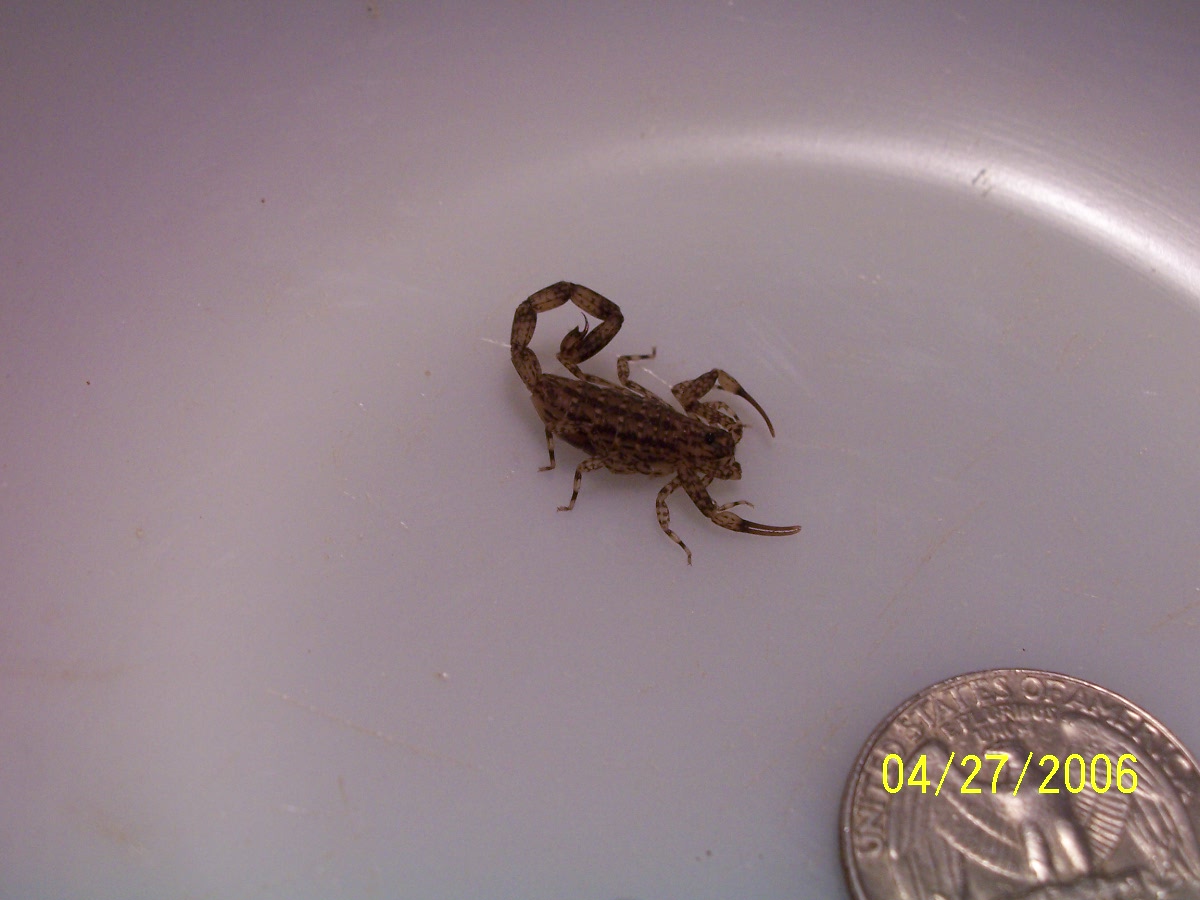 Isometrus maculatus  -  adult female