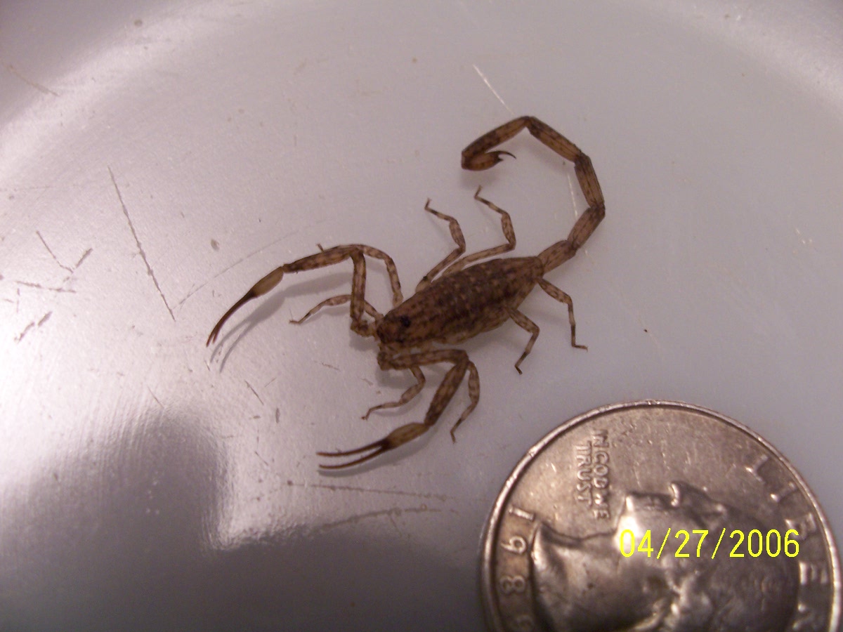 Isometrus maculatus  -  adult male