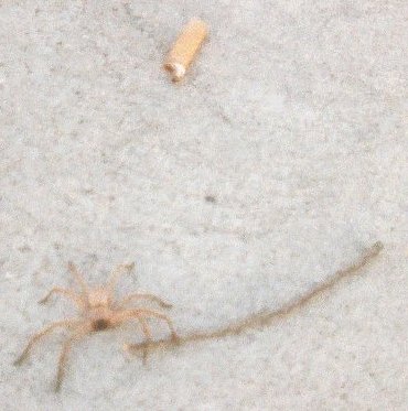 What type of spider?