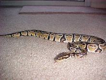 late 03 female ball