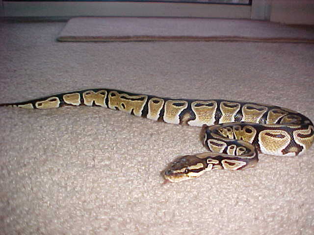 late 03 female ball