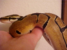 Kanoni