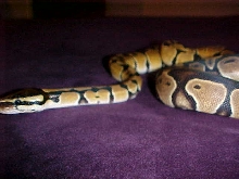 Kanoni