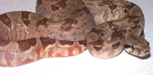 Salmon Boa