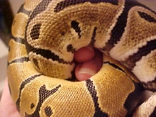 Yellow Face