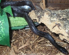 Mexican Black