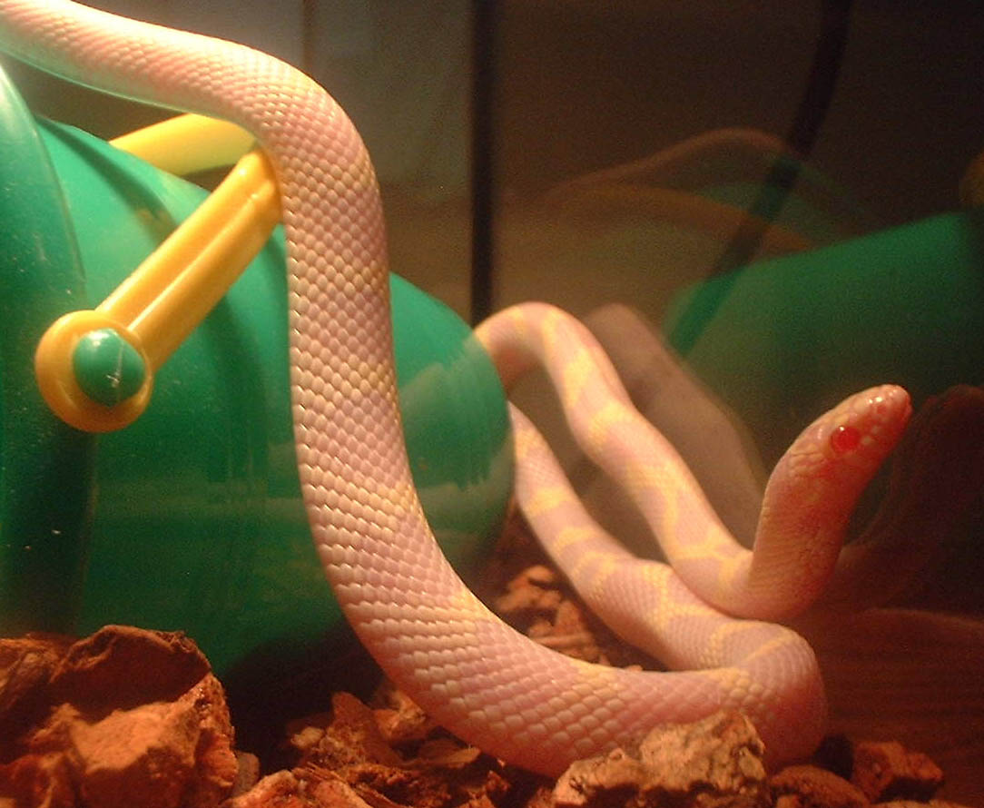 Diego