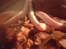 Albino Cal King