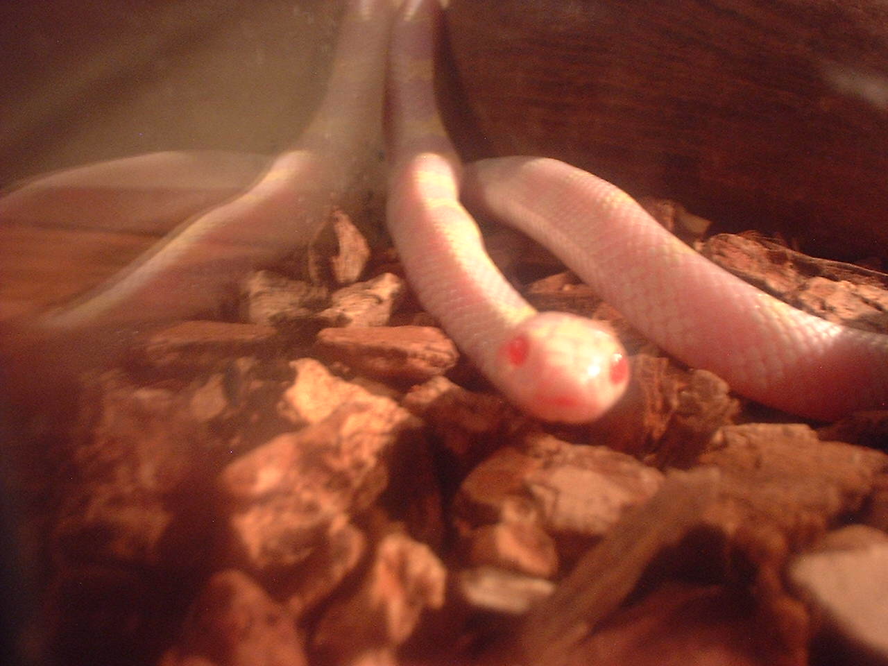 Albino Cal King