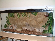 Corn Snake setup