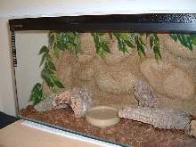 Corn Snake setup