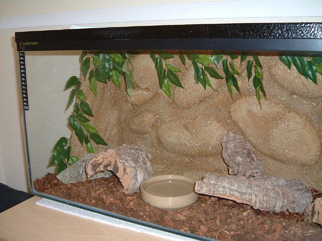 Corn Snake setup