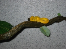 yellow eyelash viper