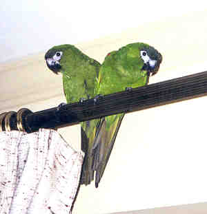 Peanut & Peabody