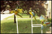 Macaw Shower
