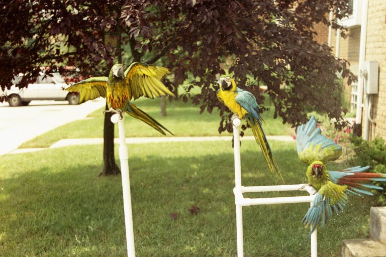 Macaw Shower