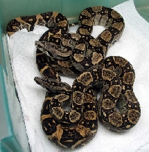 yearling longicauda pair