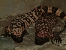 breeding gilas