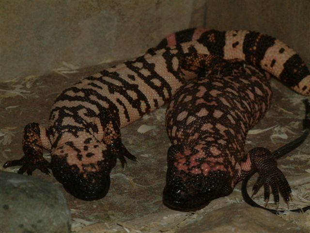 breeding gilas