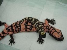 day old gila hatchling
